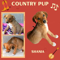 Shania (Puppy) - Photo 1