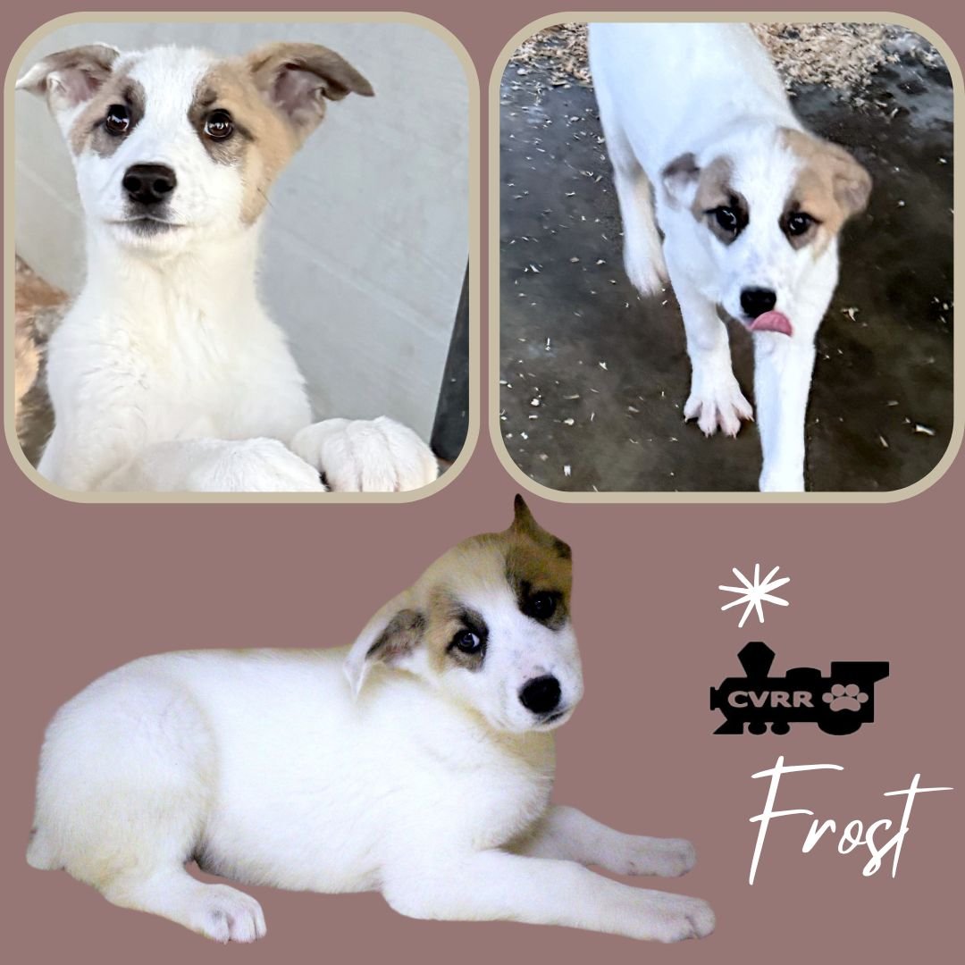 FROST (PUPPY) - Australian Shepherd / Shepherd available for adoption