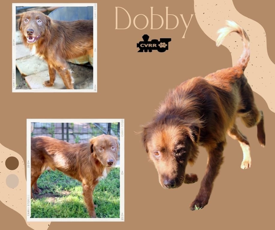 Dobby Image