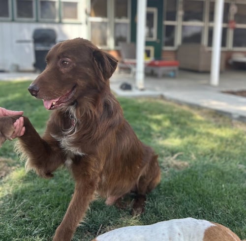 DOBBY - Australian Shepherd available for adoption