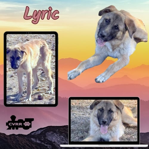 LYRIC - Collie / Shepherd available for adoption
