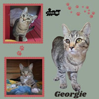 Georgie (Kitten) - Photo 1