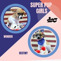 Super Pup Girls (Puppy) - Photo 1