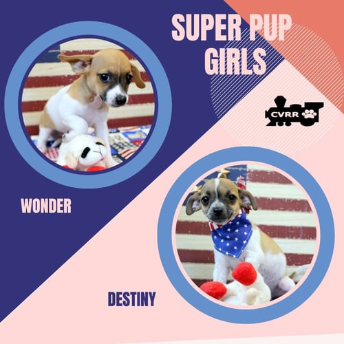 SUPER PUP GIRLS (PUPPY) - Chihuahua available for adoption