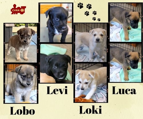 LUCA - LOBO - LOKI (PUPPY) - Retriever available for adoption