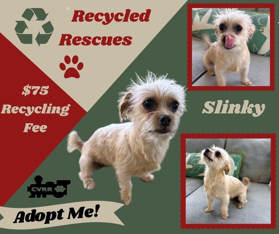 SLINKY (RECYCLE) - Terrier available for adoption
