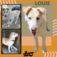 Louie - Photo 1