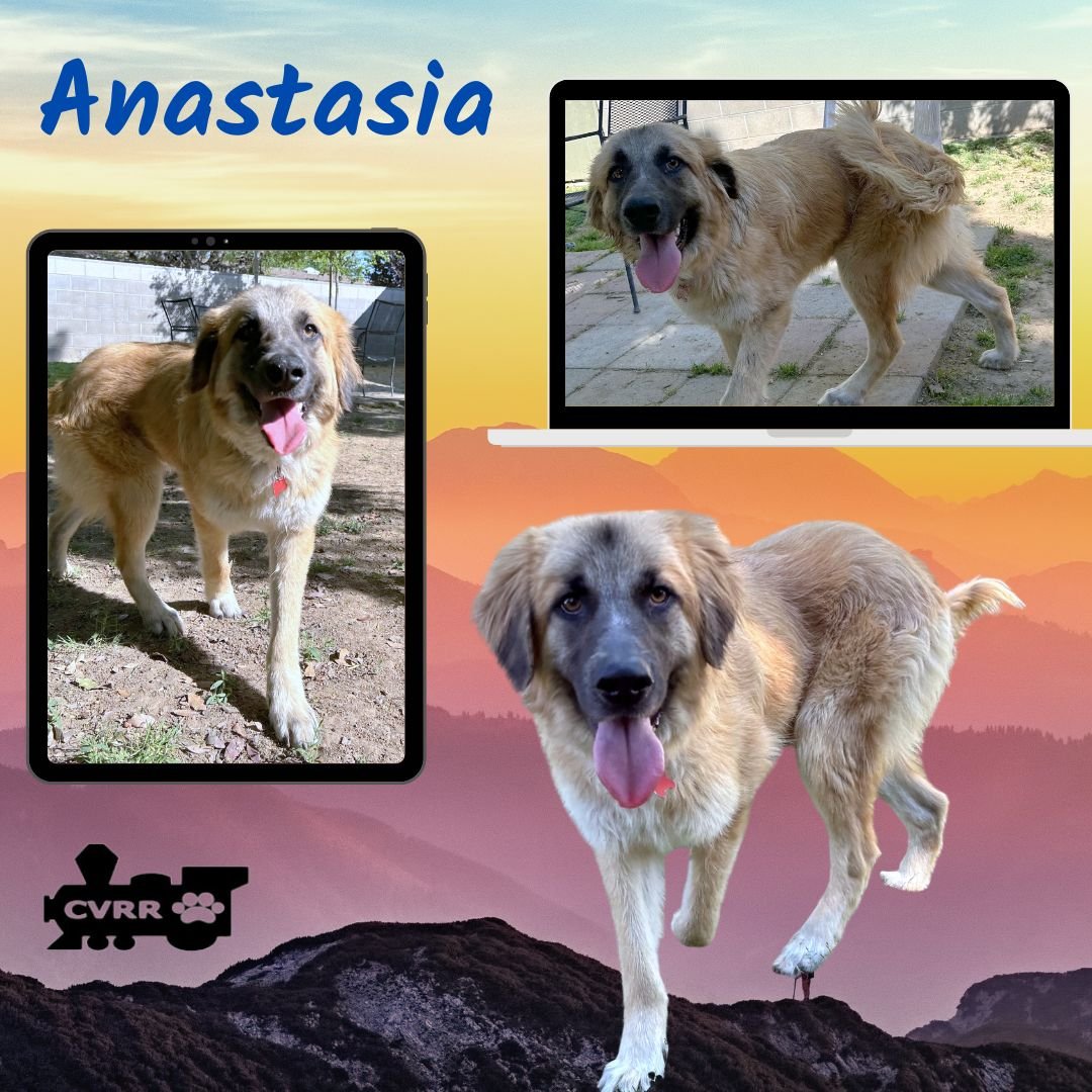 ANASTASIA - Great Pyrenees / Anatolian Shepherd available for adoption