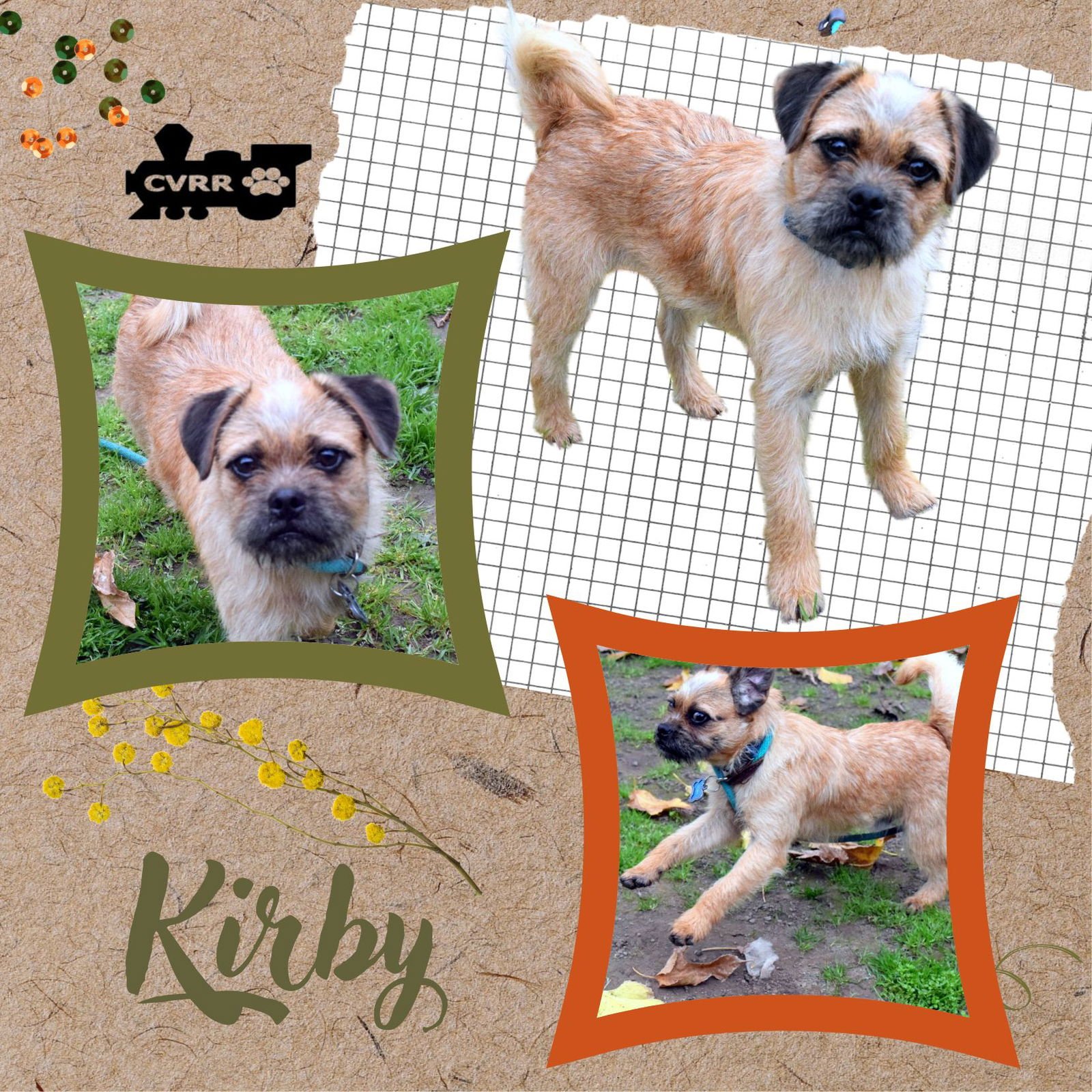KIRBY - Pug / Terrier available for adoption