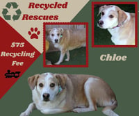 Chloe (Recycle) - Photo 1