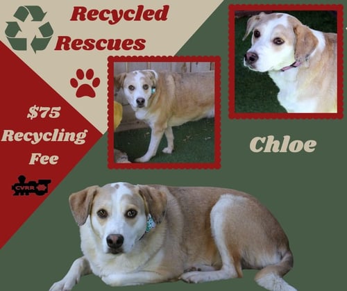 CHLOE (RECYCLE) - Retriever available for adoption