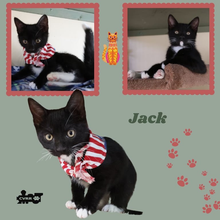 Jack (Kitten) Image