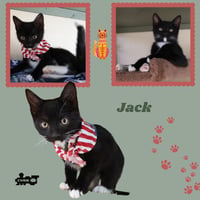 Jack (Kitten) - Photo 1