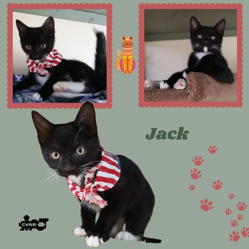 JACK (KITTEN) - Tuxedo for adoption in Visalia