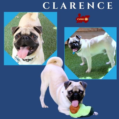 CLARENCE (RITZY)