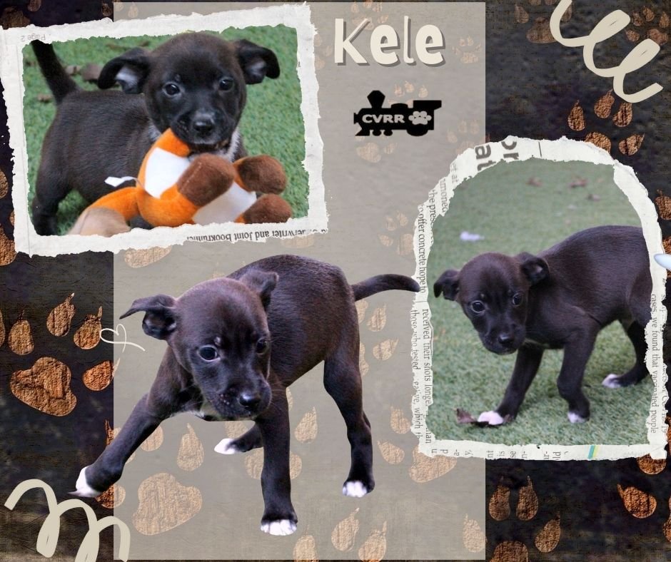KELE (PUPPY) - Chihuahua / Terrier available for adoption