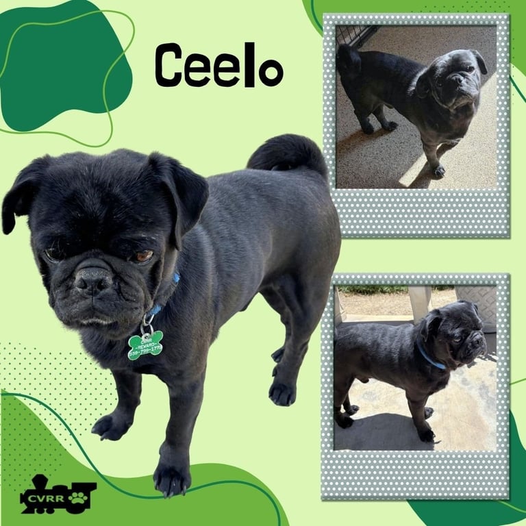 Ceelo (Ritzy) Image