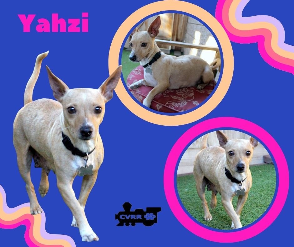 YAHZI - Chihuahua available for adoption