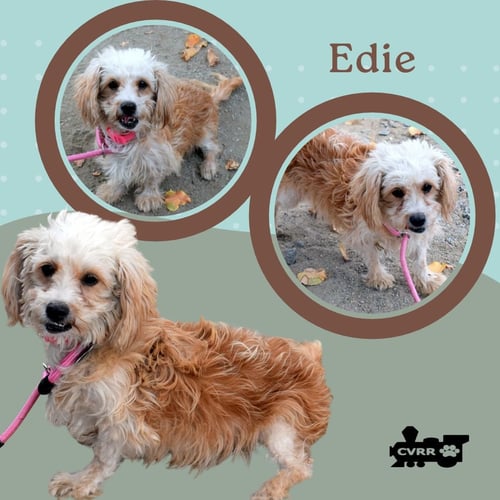 EDIE (RITZY) - Lhasa Apso / Poodle (Miniature) available for adoption