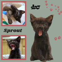Sprout (kitten) - Photo 1
