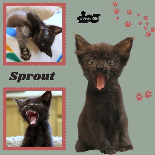 SPROUT (KITTEN) - Domestic Short Hair for adoption in Visalia