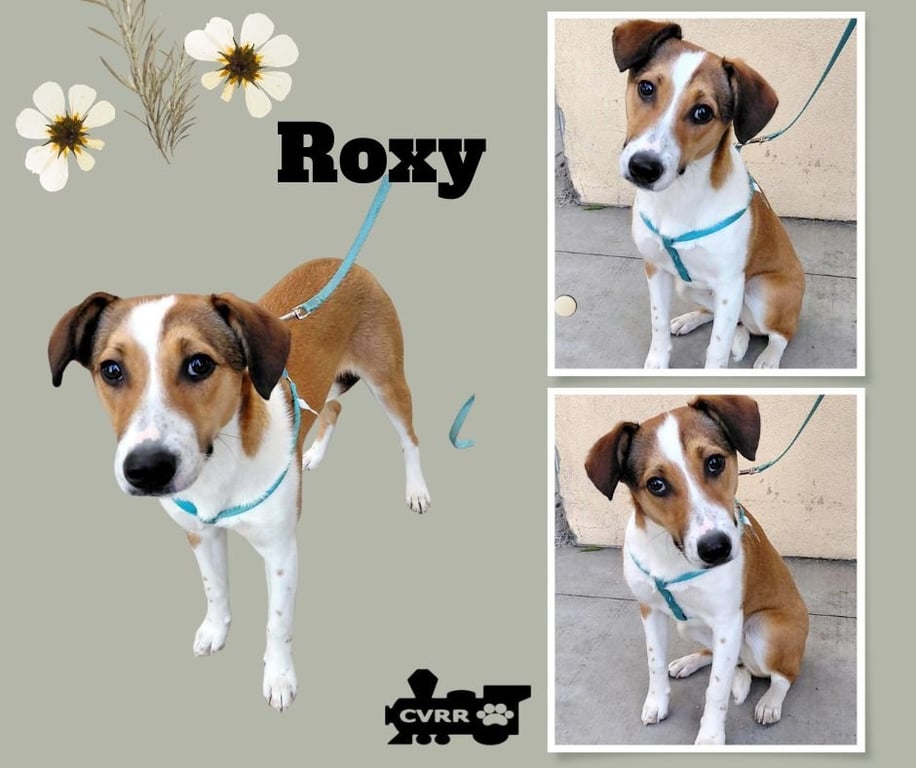 Roxy Image