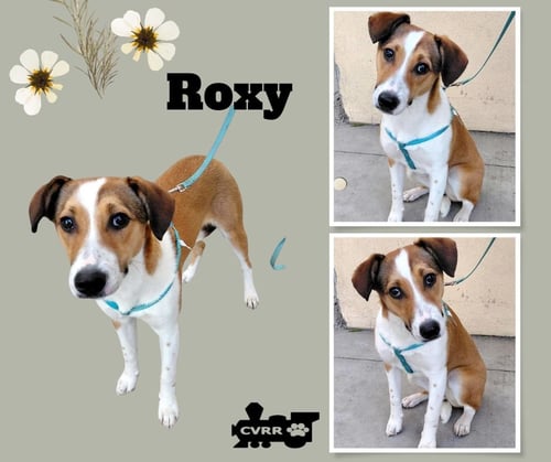 ROXY - Jack Russell Terrier available for adoption
