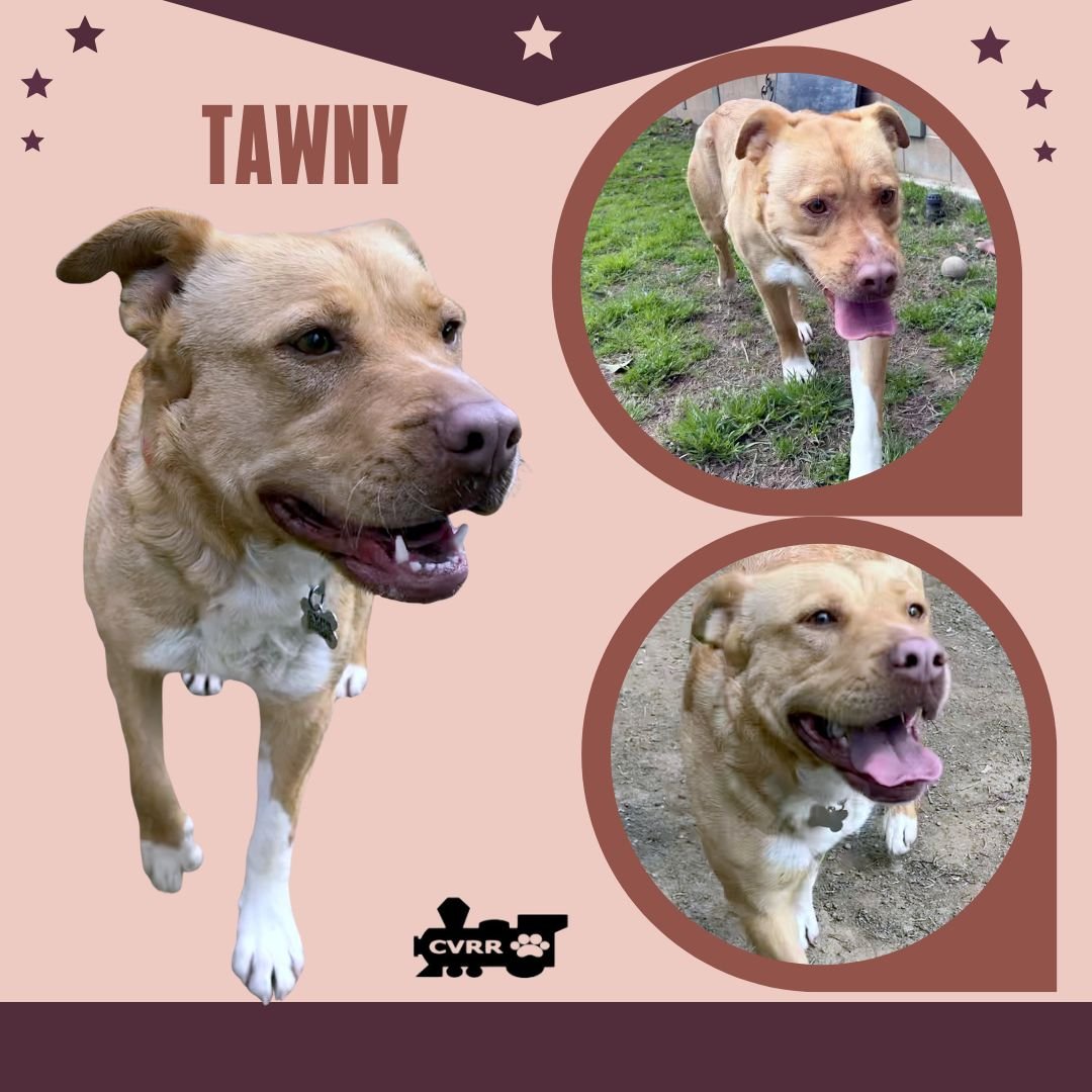 TAWNY - Retriever available for adoption