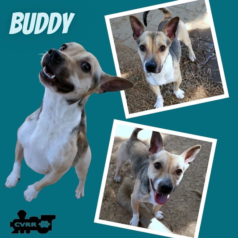 Buddy Image