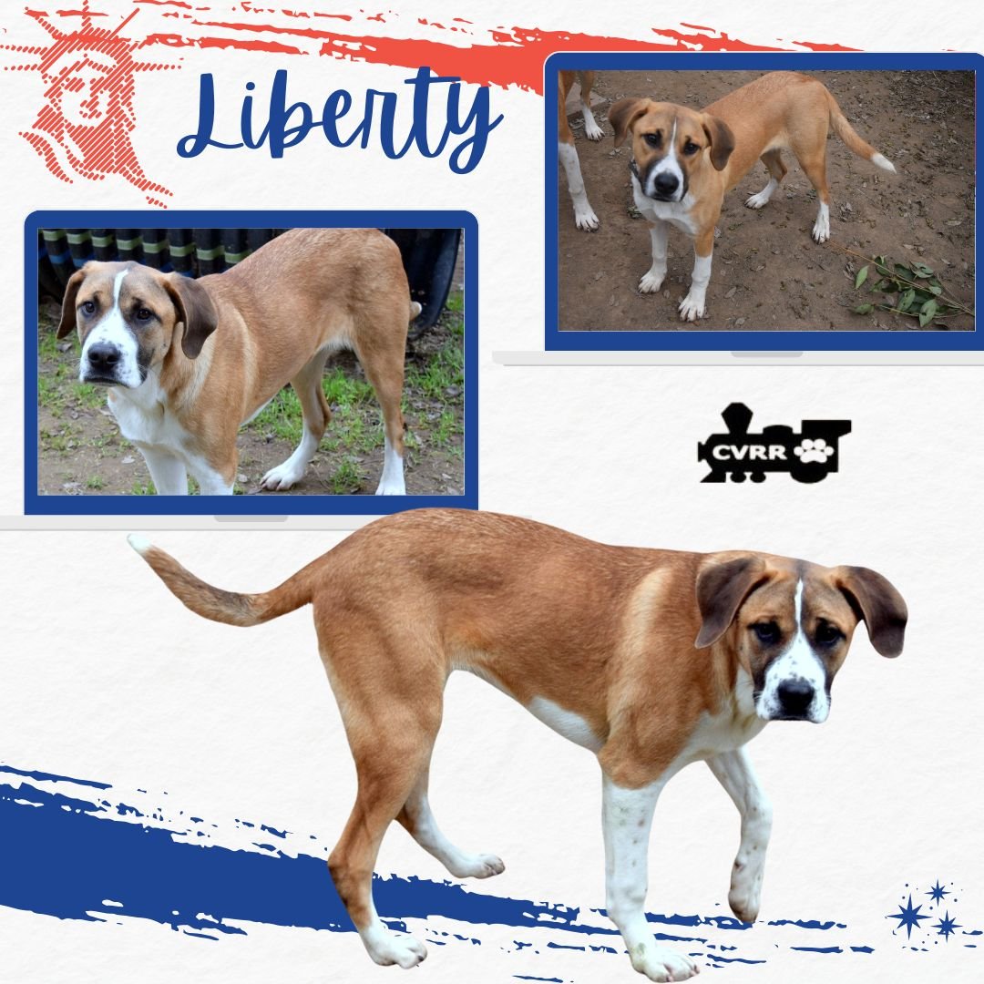 LIBERTY - Boxer / Great Pyrenees available for adoption