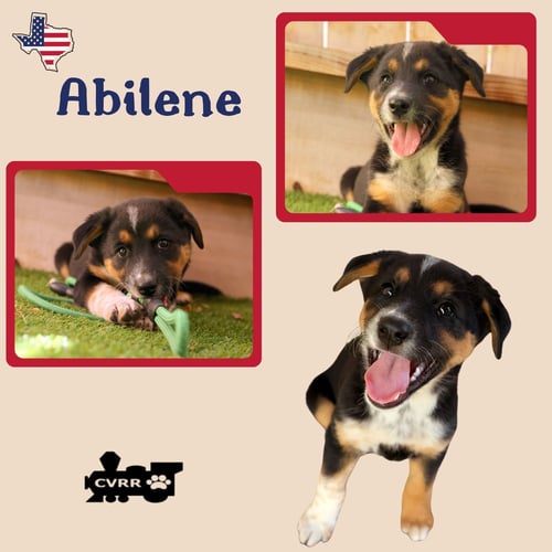 ABILENE (PUPPY) - Australian Cattle Dog/Blue Heeler available for adoption