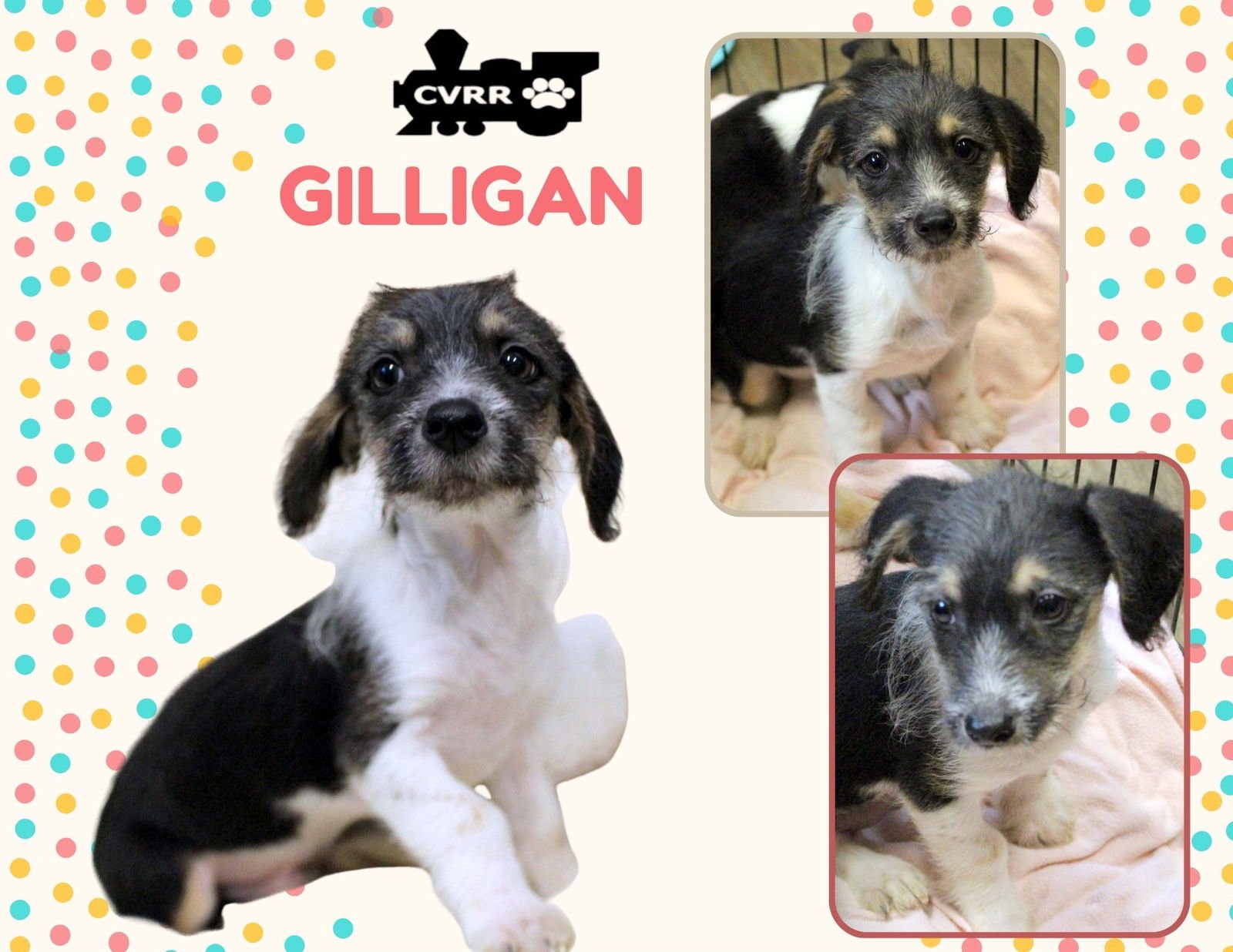 GILLIGAN(PUPPY) - Spaniel / Terrier available for adoption