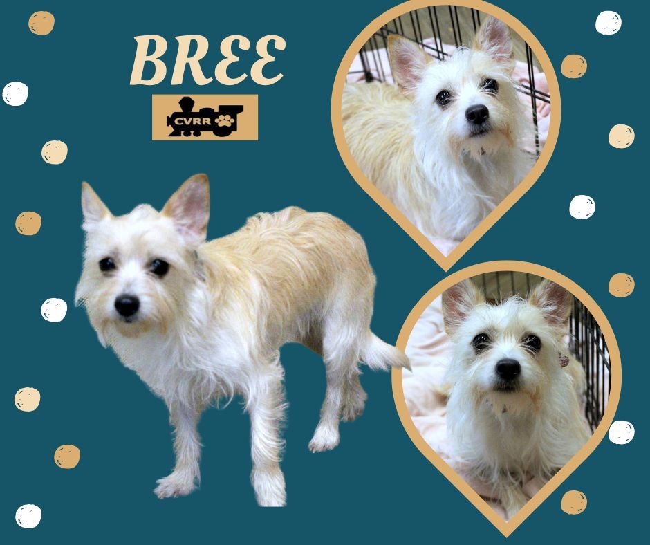 BREE - Lhasa Apso / Terrier available for adoption
