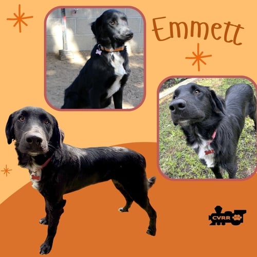 EMMETT - Border Collie available for adoption
