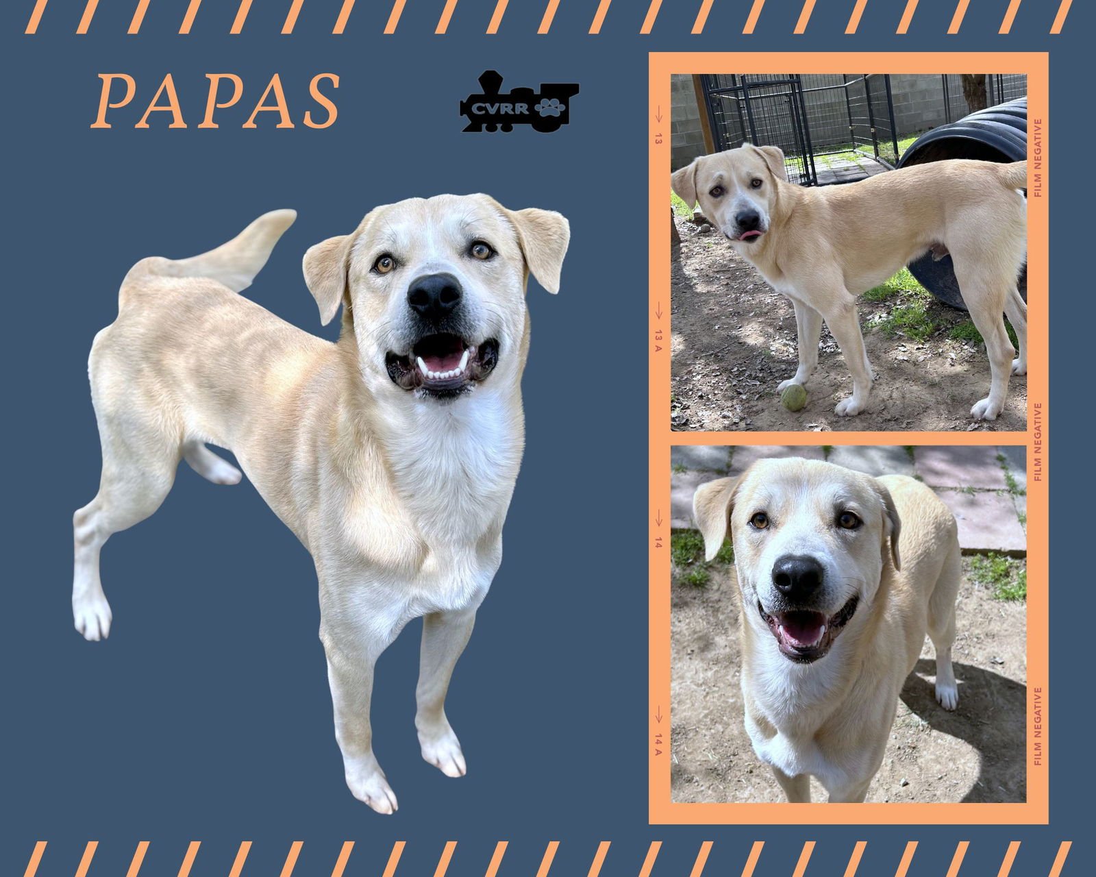 PAPAS - Retriever available for adoption
