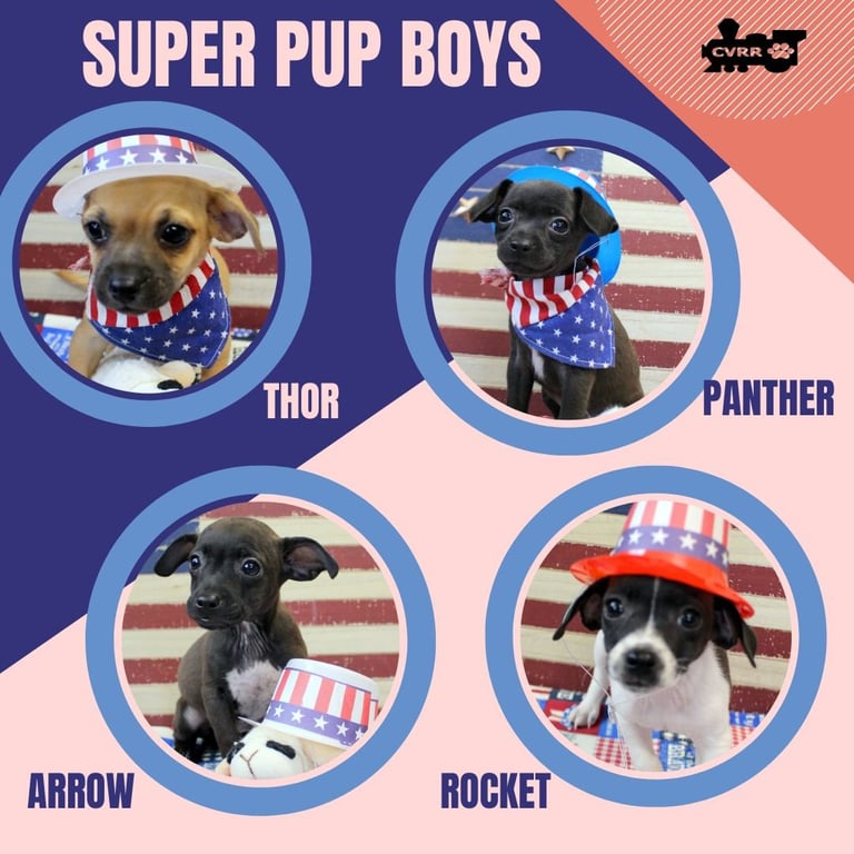 Super Pup Boys (Puppy) Image
