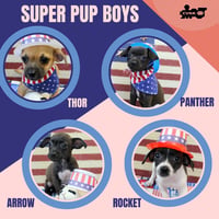 Super Pup Boys (Puppy) - Photo 1