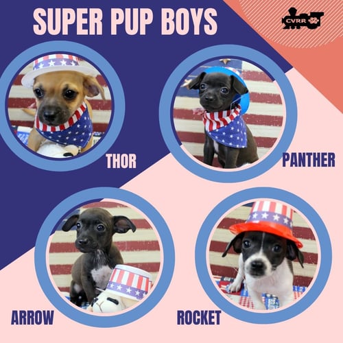 SUPER PUP BOYS (PUPPY) - Chihuahua available for adoption