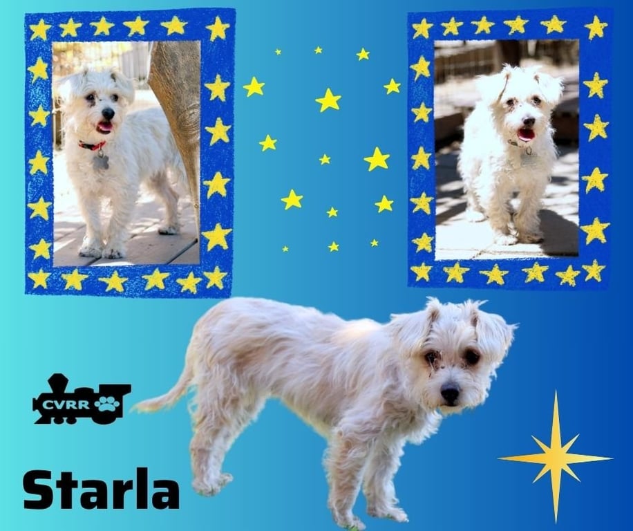 Starla Image