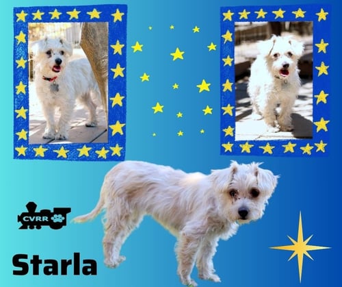 STARLA - Silky Terrier available for adoption