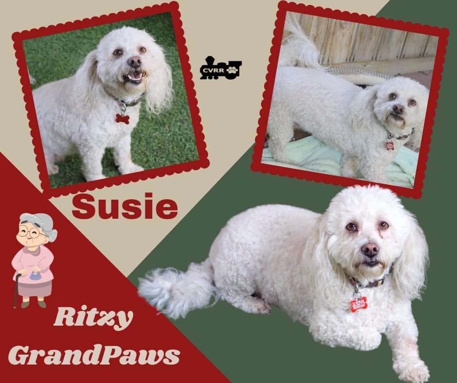 SISSY RITZY GRANDPAWS - Poodle (Miniature) available for adoption
