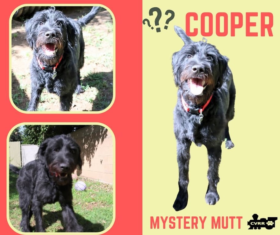 Cooper (Ritzy) Image
