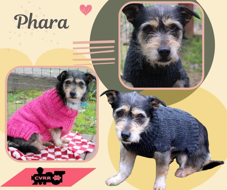 PHARA - Terrier / Schnauzer available for adoption