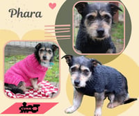 Phara - Photo 1