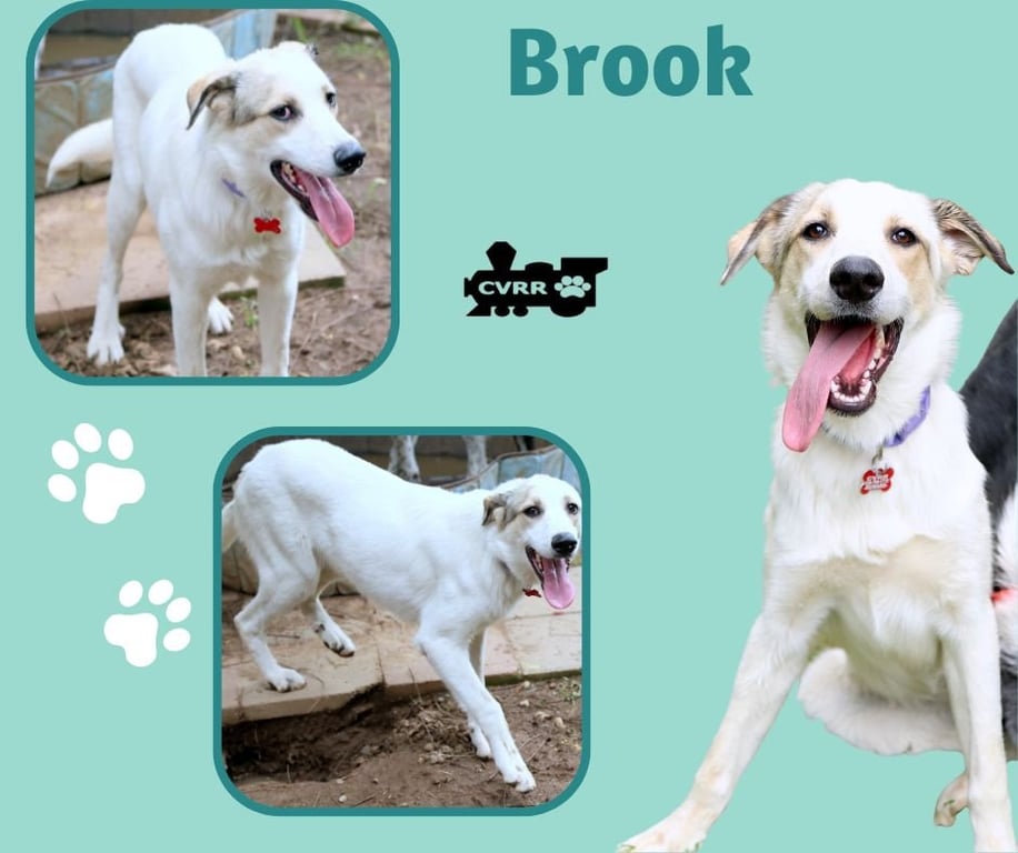 Brook Image