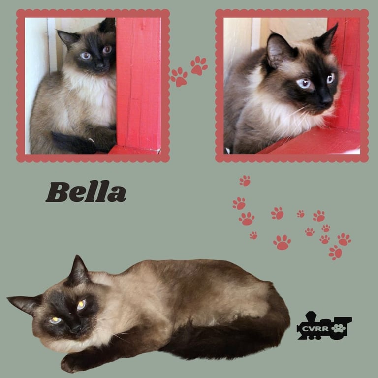Bella (Cat) Image