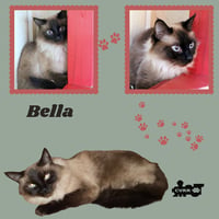 Bella (Cat) - Photo 1