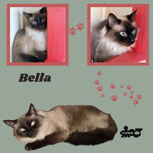 BELLA (CAT) - Himalayan available for adoption