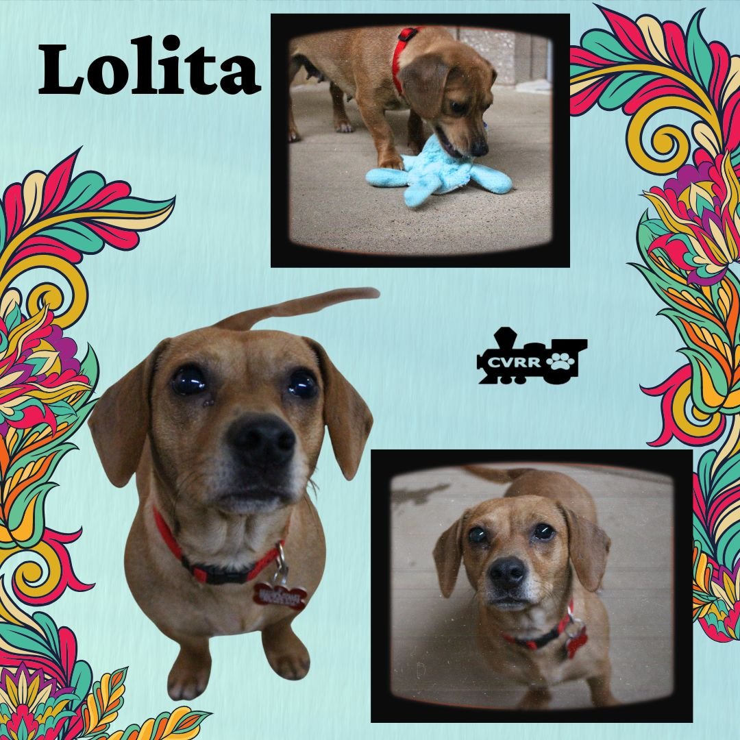 LOLITA - Dachshund / Chihuahua available for adoption