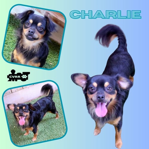 CHARLIE - Chihuahua / Pomeranian available for adoption